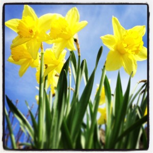 daffodils - a metaphor for people performance